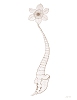 Spinal Daffodil II